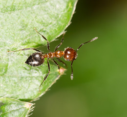 ant on green leaf in nature. close-up