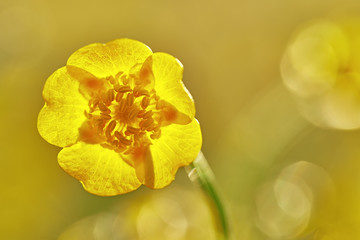 Obraz premium Buttercup