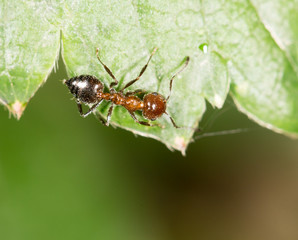 ant on green leaf in nature. close-up