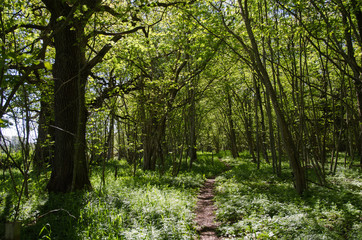 Footpath in a green forest