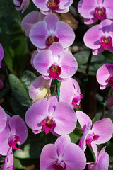 Naklejka na ściany i meble beautiful pink orchid flower in garden
