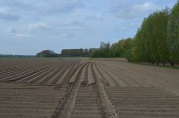 Fototapeta na wymiar field ploughed with ledges for planting potatoes