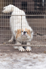 dog behind a fence