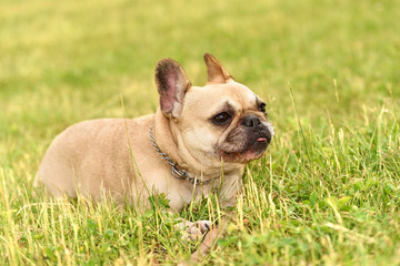 Closeup photo of a happy french bulldog