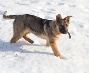 Dog in the snow