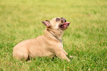 Closeup photo of a happy french bulldog