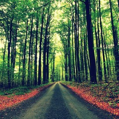 Obraz premium Path bellow beech trees. Spring afternoon after rainy day. 