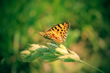 Brown butterfly sitting on a blade of grass.
