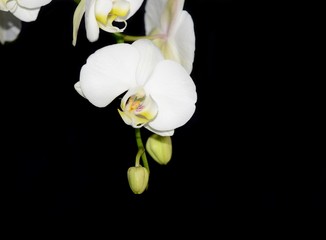 Naklejka na ściany i meble Beautiful white Orchid isolated on black background