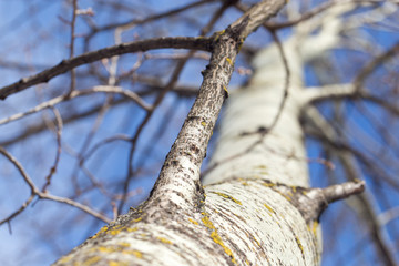 bare tree branches against the blue sky