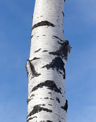 trunk of a birch against the blue sky