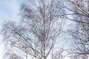 Fototapeta na wymiar birch against the blue sky