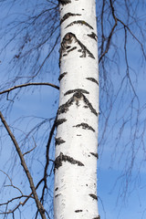 trunk of a birch against the blue sky