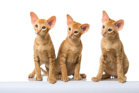 27 Best Orientalische Kurzhaar Katze Images Stock Photos Vectors Adobe Stock