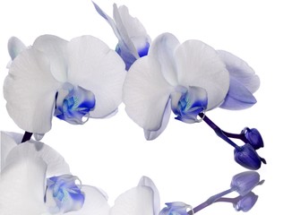 Indigo orchid