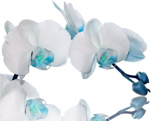 Turquoise orchid