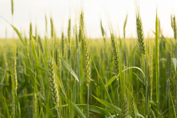 Obraz premium Green wheat close up