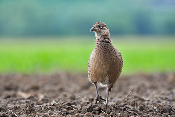 Female pheasant