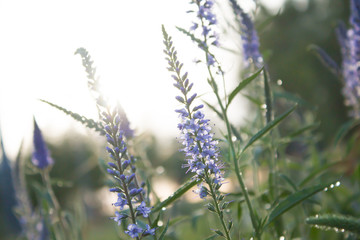 Lavender open in the spring