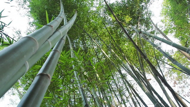 Green bamboo in wind breeze, 60 FPS.
