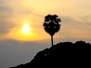 Baum auf Hügel bei Sonnenuntergang
