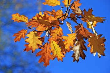 Naklejka na ściany i meble Oak leaves in autumn