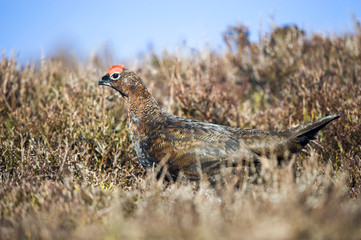 Grouse - Lagopus lagopus
