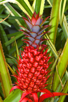 Ornamental pineapple Latin name ananas bracteatus