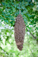 swarm of bees