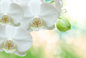 Foto op Aluminium orchid flower © sergio37_120