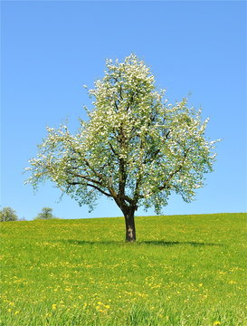 Bl&uuml;hender Birnbaum auf Blumenwiese