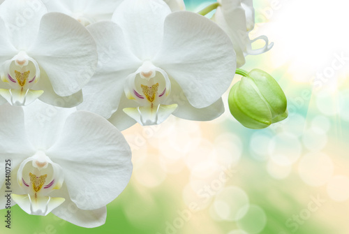 природа цветы белые орхидея nature flowers white Orchid без смс
