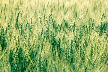 Unripe wheat 