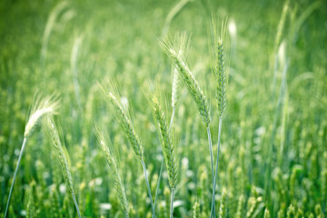 Green wheat field - unripe wheat 