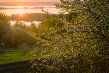 Beautiful cherry blossom in the garden on sunrise