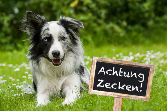 Achtung Zecken!