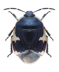 Bug Tritomegas sexmaculatus