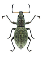 Beetle Eusomus ovulum