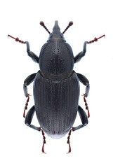 Beetle Sphenophorus striatopunctatus