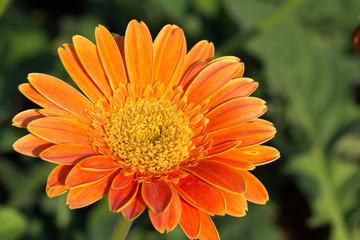 orange gerbera flower in garden, close-up image