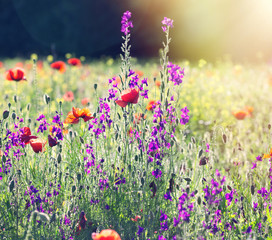 Poppy flowers in meadow 