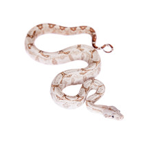 The common boa on white background