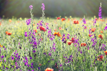 Fototapeta premium Meadow flowers