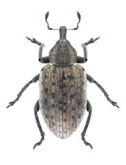 Beetle Hypera viciae