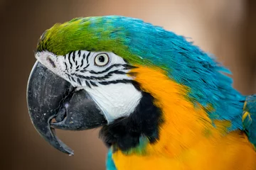 Zelfklevend Fotobehang Papegaai Mooi portret van een ara-papegaai