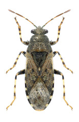Bug Heterogaster urticae