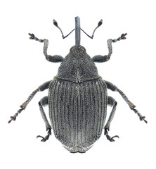 Beetle Ceutorhynchus napi