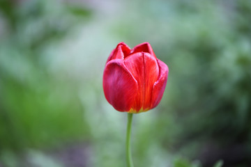  tulip in the garden head softly blurred selective focus toned photo spring flower