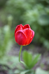  tulip in the garden head softly blurred selective focus toned photo spring flower