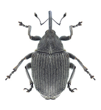 Beetle Ceutorhynchus napi